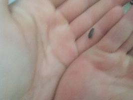 INSECTING A LAB