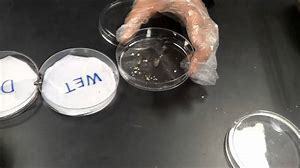 Focus on Biology